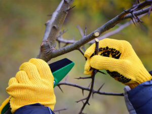 hands with gloves of gardener doing maintenance villa ridge mo