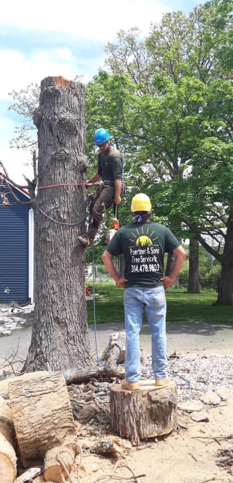 men-working-tree-villa-ridge-mo