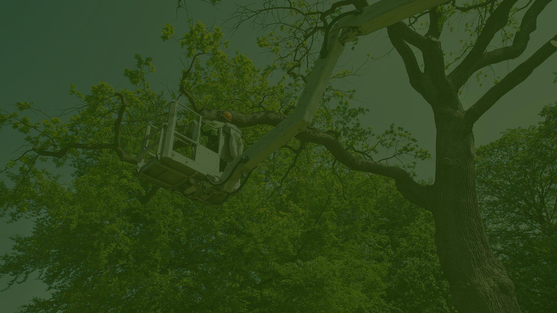 hero man in bucket doing tree maintenance villa ridge mo