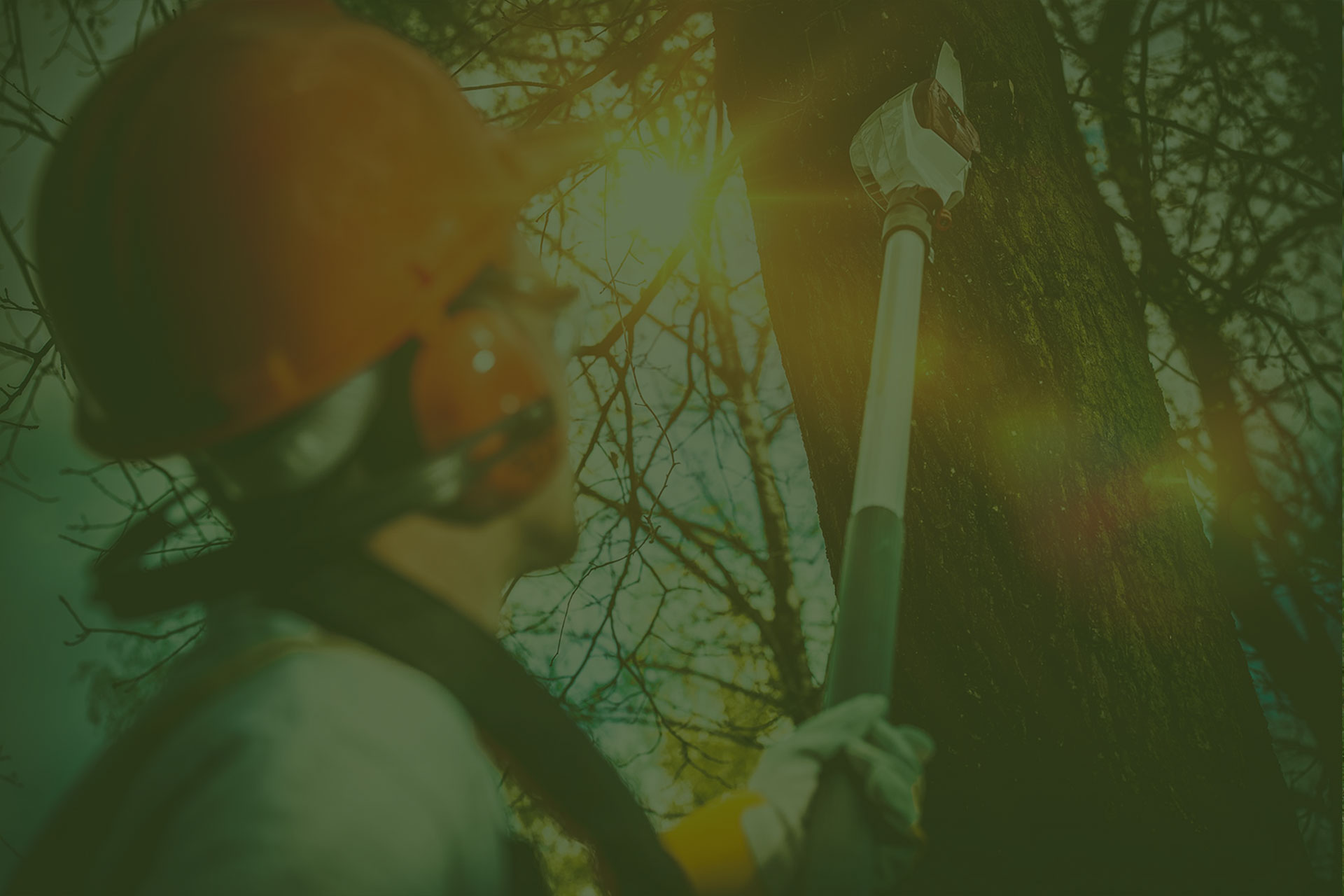 hero tree removal gallery villa ridge mo