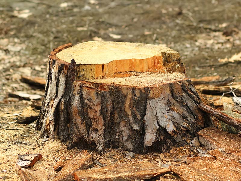 stump after tree removal villa ridge mo