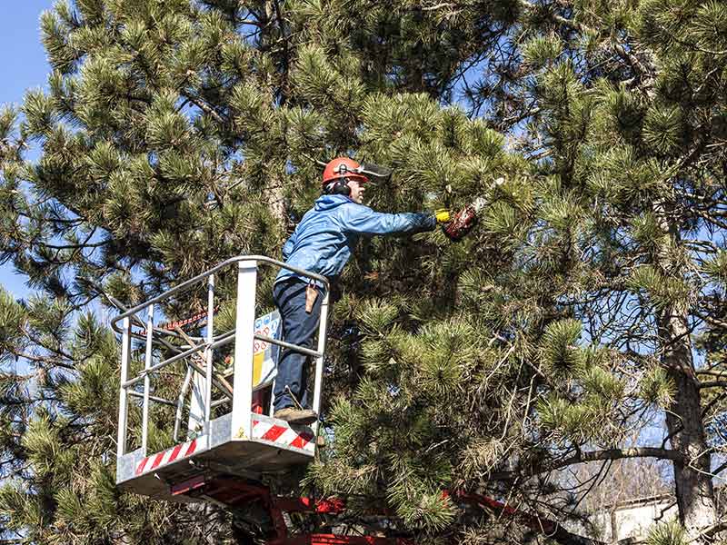 tree care assessment villa ridge mo