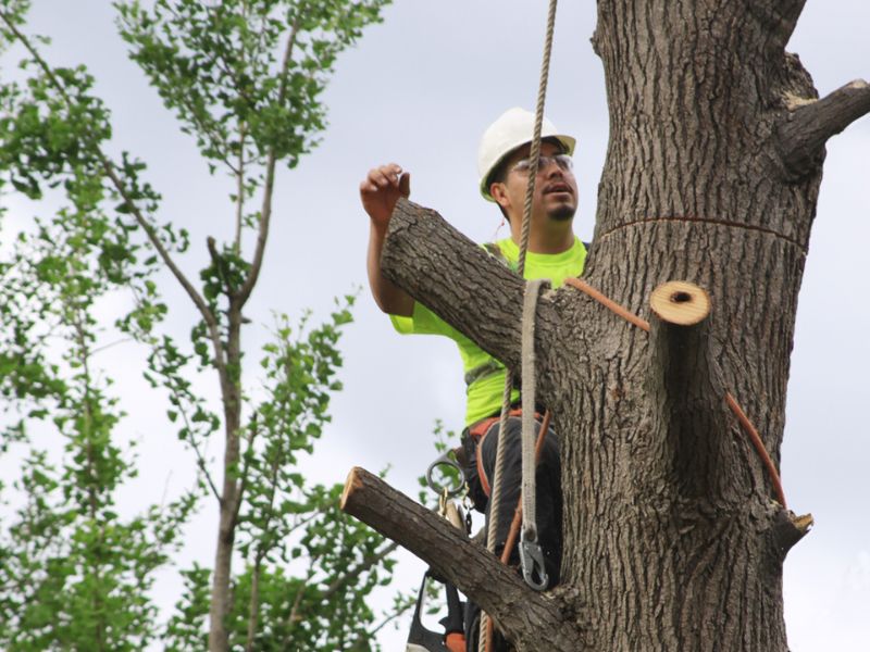 tree service kirkwood mo